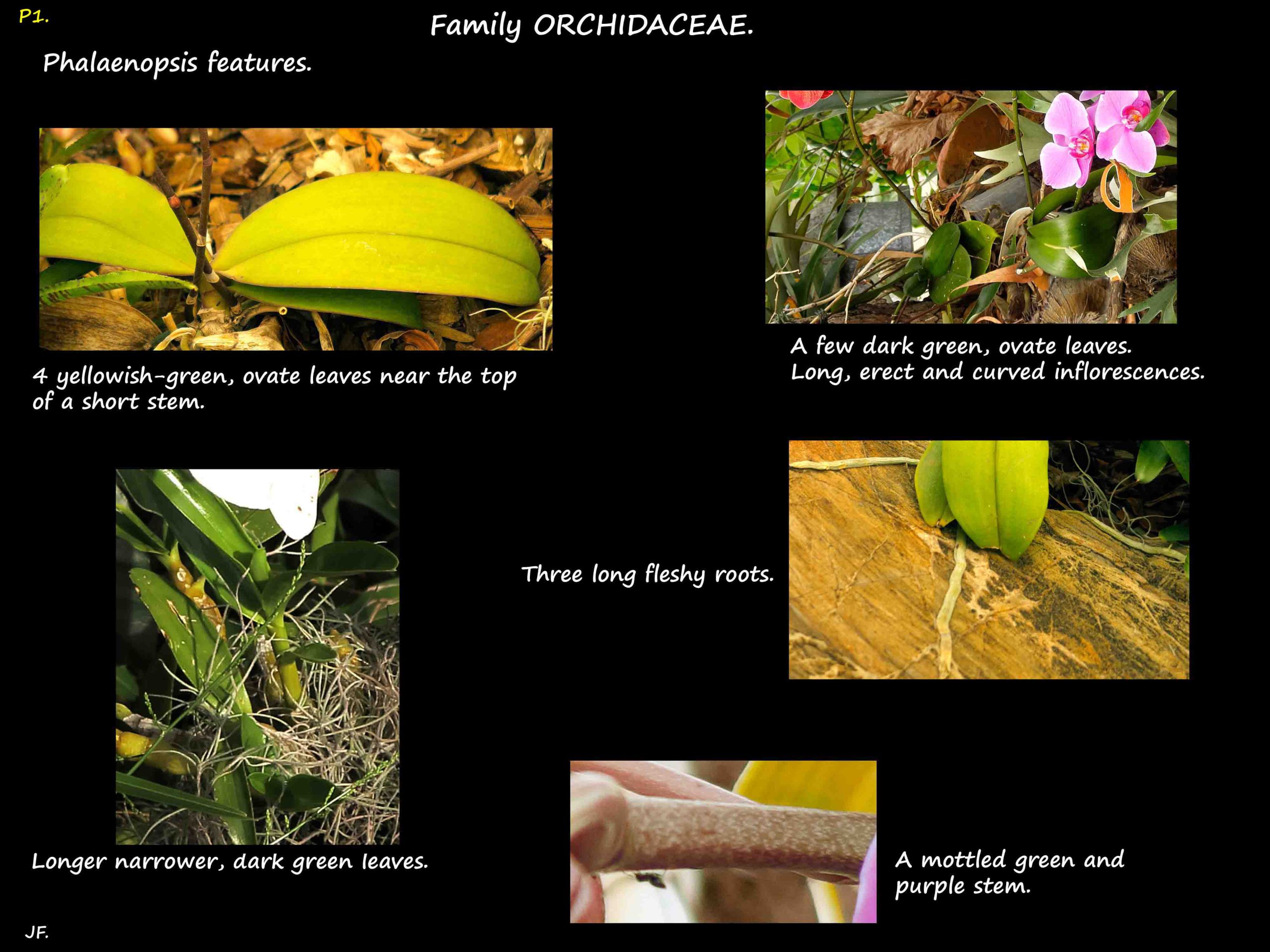 1 Phalaenopsis leaves & roots